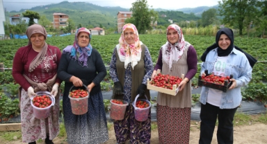Fındık Diyarı Ordu’da Yeni Gözde: Çilek Hasadına Başlandı