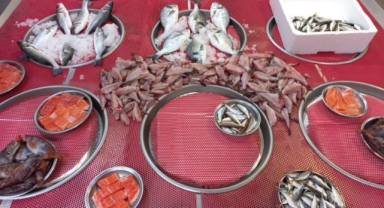 Giresun'da balık fiyatları bugün ne kadar?