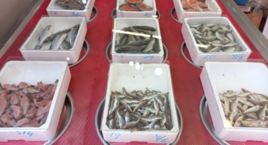 Giresun'da balık fiyatları bugün ne kadar?