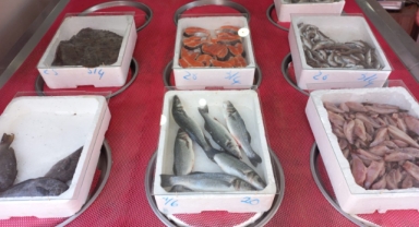 Giresun'da balık fiyatları bugün ne kadar?