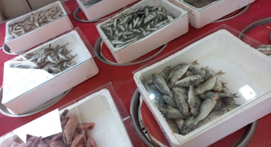 Giresun'da balık fiyatları bugün ne kadar?