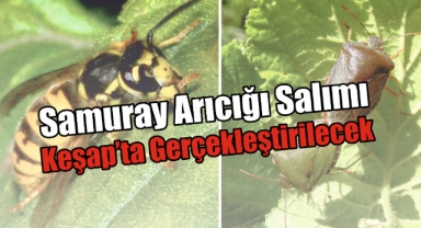 Giresun’da Biyolojik Mücadele Hamlesi: Samuray Arıcığı Salımı Keşap’ta Gerçekleştirilecek