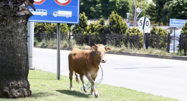 Giresun'da kaçtıktan sonra denize atlayan kurbanlık, balıkçı kulübesinde yakalandı