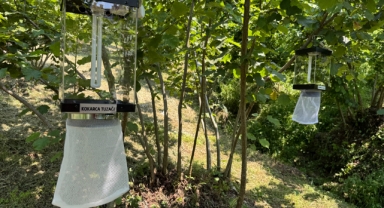Giresun'da Kahverengi Kokarca İle Mücadelede Yeni Yöntem