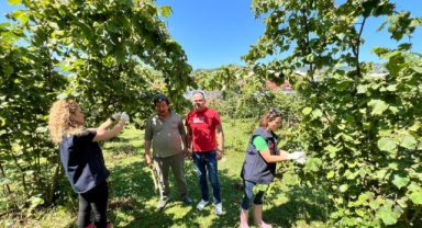 Giresun’da Kahverengi Kokarcaya Karşı Biyolojik Mücadele Sürüyor: 5600 Samuray Arısı Doğaya Salındı