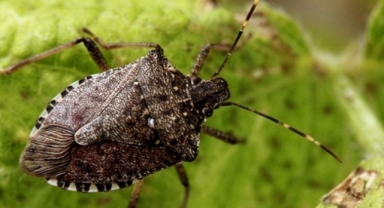 Giresun'da Kahverengi Kokarcaya Karşı Samuray Arısı ile Biyolojik Savaş