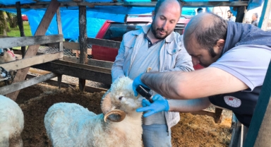 Giresun’da Kurban Satış Yerlerinde Sıkı Denetim