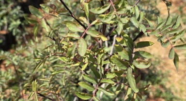 Giresun'da Tarımda Yeni Dönem: Antep Fıstığı Yetiştiriciliği Yaygınlaşıyor
