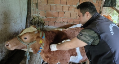Giresun’da yılın ilk 5 ayında 267 bin hayvan aşılandı