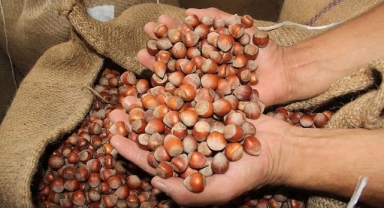 Giresun Ticaret Borsası açıkladı: 9 ayda kaç ton fındık işlem gördü?