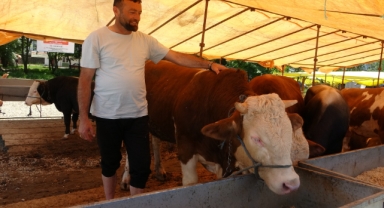 Giresun Yaylalarından Kurbanlıklar Pazara İndi: Kurban Satıcıları, Yurtdışı Bağışlardan ve Marketlerden Şikayetçi   