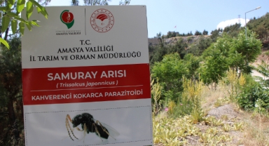 Kahverengi kokarca yayılıyor: Amasya’da da tespit edildi