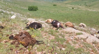 Karadeniz'in o kentinde yaylaya düşen yıldırım 18 koyunu telef etti