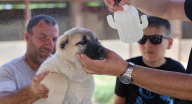 Kenelerden korunmak için doğal karışım hazırladı