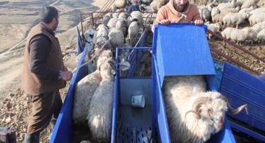 Küçükbaş hayvanlar mobil koyun yıkama makineleriyle yıkanarak ilaçlanıyor