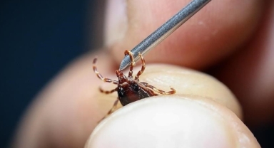 Uzmanlar uyardı: ‘Grip sandığınız ölümcül kene ısırığı olabilir’