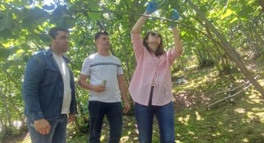 Yağlıdere'de kahverengi kokarcayla mücadele için samuray arıları doğaya bırakıldı