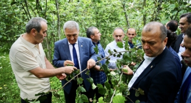 Zirai Donun Fındığa Etkisi TBMM Komisyonu Tarafından Giresun’da İncelendi