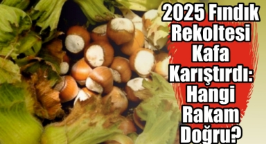2025 Fındık Rekoltesi Kafa Karıştırdı: Hangi Rakam Doğru?