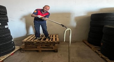 Amasya'da iş yerine giren yılan doğaya salındı