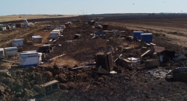 Anız yangını 400 arı kovanını kül etti