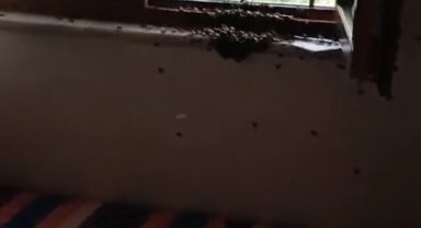 Arılar köy evini basıp yuva yaptı