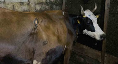 Artvin'de ayı saldırısı: Köylülerin müdahalesiyle inek kurtarıldı