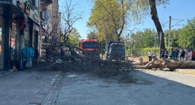 Asırlık çınar ağacı 4 katlı binanın üzerine devrildi, camlar kırıldı