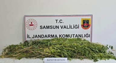 Binlerce kök Hint keneviri ele geçirildi