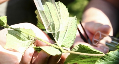 Bulancak'ta 4 bin samuray arısı doğaya salındı