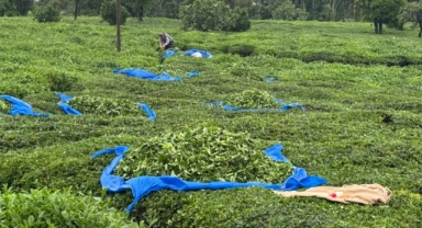 ÇAYKUR’dan 2. Sürgün için 