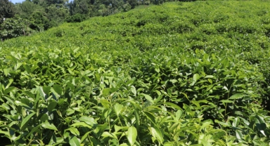 ÇAYKUR'dan üreticilere günlük alım limitlerinin üzerinde aşırı çay hasadı yapılmaması uyarısı