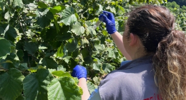 Dereli'de 2 binin üzerinde samuray arısı doğaya salındı