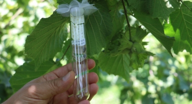 Fındık hasadı öncesi 