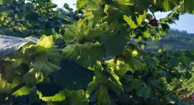 Fındık Sezonu Yaklaşırken Gözler Taban Fiyatta: 2025 Fındık Hasadı Öncesi Giresun Ziraat Odası Başkanı Karan'dan Net Mesaj