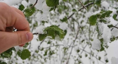 Fındık üretiminde güç dengesi değişiyor: Zirai don, fındık üretiminde Karadeniz’in o kentini Türkiye 1'incisi yapacak