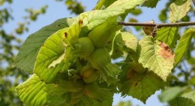 Fındıkta Verim Sıkıntısı Derinleşiyor: Kuraklık, Kokarca ve Tarih Çatışması! Hasat Tarihi Erken mi?
