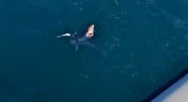 Gençlerin oltasına yavru köpekbalığı takıldı