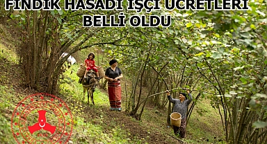Giresun'da 2025 Fındık Hasadı İçin İşçi ve Patoz Ücretleri Belirlendi! Ücretler Ne Kadar?