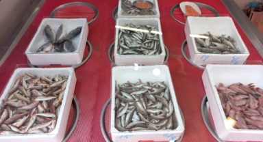 Giresun'da balık fiyatları bugün ne kadar?