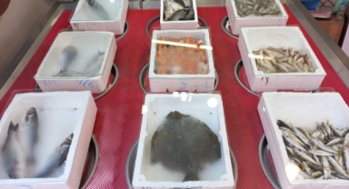 Giresun'da balık fiyatları bugün ne kadar?