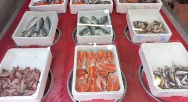 Giresun'da balık fiyatları bugün ne kadar?