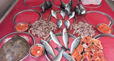 Giresun'da balık fiyatları bugün ne kadar?