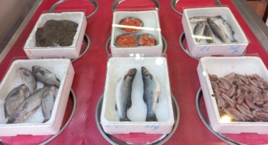 Giresun'da balık fiyatları bugün ne kadar?