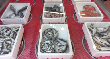 Giresun'da balık fiyatları bugün ne kadar?