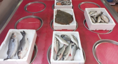 Giresun'da balık fiyatları bugün ne kadar?