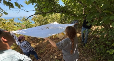 Giresun'da Kahverengi Kokarca'ya Karşı Biyolojik Savaş Sürüyor: Samuray Arıları Doğaya Salındı