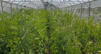 Giresun'da tarımsal projeler meyvelerini vermeye başladı