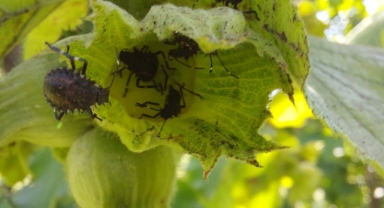 Giresun Tarım Müdürlüğü'nden Üreticilere İlaçlama Çağrısı: Fındıkta Verim Kaybını Önlemek İçin Kritik Uyarı