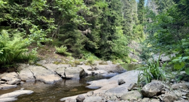 Giresun’un Saklı Cenneti: O Yayla Ziyaretçilerini Büyülüyor